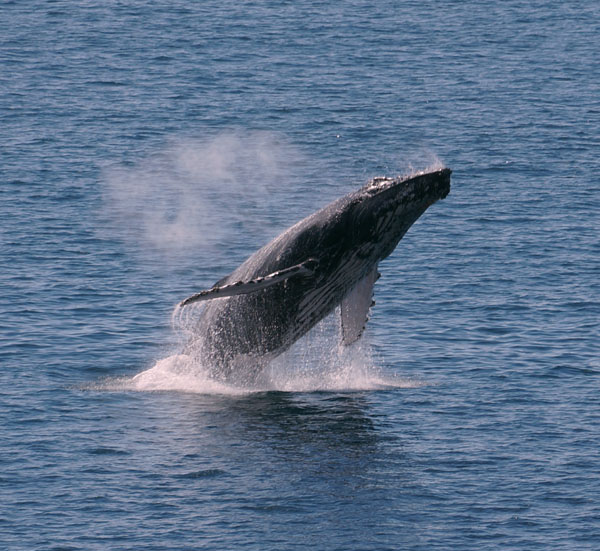 Maui Whale season